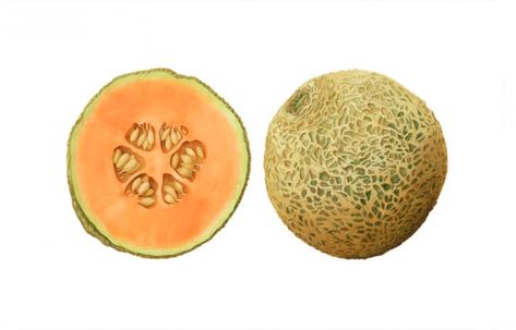 Cantalop Botanical Artists, Contemporary Botanical Art, Watercolor Fruit, Watercolor Lessons, Fruit Illustration, Botanical Watercolor, Botanical Beauty, Food Illustration, Contemporary Fine Art