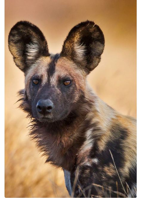 “Rikaon,” a wild African hunting dog, Kruger National Park, South Africa. The African wild dog (Lycaon pictus), also known as African hunting dog or painted wolf, is a canid native to sub-Saharan Africa. Listed as endangered. Wild Dog Photography, Wild Dogs African, Painted Dogs African, Wild Dog Painting, Hyena Reference Photo, African Wild Dog Photography, Wild Dogs Photography, African Wild Dog Fursona, African Wild Dog Therian