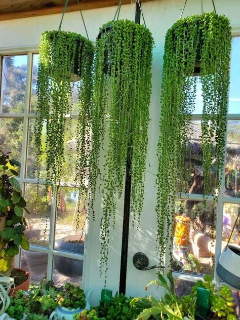 String Of Pearls Plant, Plants Hanging, Gardening Vegetables, Plant Hacks, Winter Plants, تصميم للمنزل العصري, Plant Decor Indoor, Plant Aesthetic, House Plants Decor