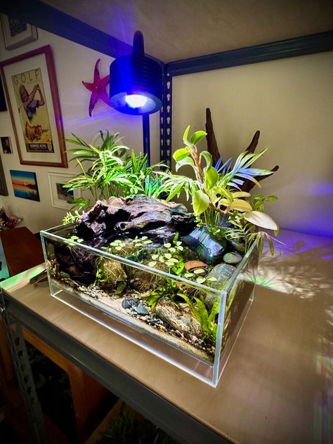 Low Tech Aquascape, Aquascaping Ideas, Frog Terrarium, Fish Aquarium Decorations, Small Fish Tanks, Rivers Edge, Diy Fish Tank, Terrarium Ideas, Fresh Water Fish Tank