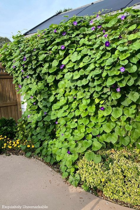 Morning Glory Covering A Wall Hanging Wall Garden Outdoor, Morning Glory On Fence, Morning Glories In Hanging Baskets, Morning Glory Trellis Ideas Diy, Morning Glory Hanging Basket, Morning Glory In Pots, Morning Glories In Pots, Morning Glory Trellis, Morning Glory Wall