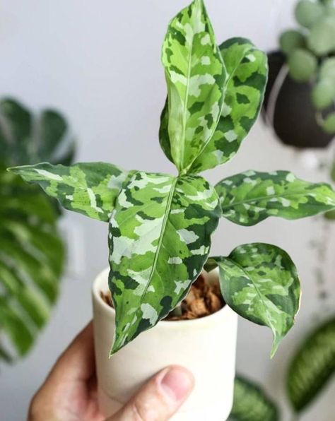 aglaonema pictum tricolor Pictum Tricolor, Plants For Home Garden, Plant Goals, Plants For Home, Plant Outdoor, Plant Fungus, Variegated Plants, Room With Plants, Nature Garden