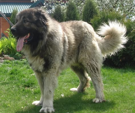 Caucasian Dog, Electric Dog Fence, Caucasian Ovcharka, Horses Farm, Caucasian Shepherd Dog, Pet Anime, Guardian Dog, Caucasian Shepherd, Every Dog Breed