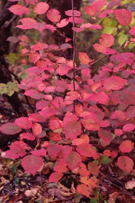 American Filbert; Hazelnut » Grow Native! American Hazelnut, Male Flowers, Florida Trees, Eastern Redbud, Asclepias Tuberosa, Indian Paintbrush, Bee Garden, Color Full, Fall Color