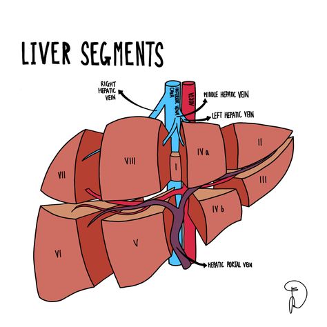 Liver Disorders Nursing, Liver Anatomy Notes, Liver Diagram Anatomy, Liver Segments, Cirrhotic Liver, Nurse Aesthetic, Medical School Inspiration, School Inspiration, Medical School