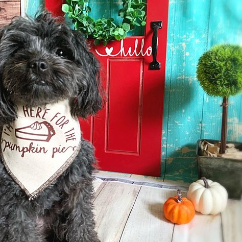 Excited to share the latest addition to my #etsy shop: Dog Bandana, Dog Scarf, Pumpkin Pie Bandana, Fall Bandana, Thanksgiving Dog Bandana, Funny Dog Bandana, Pumpkin Patch Dog, Dog Lover, #thanksgiving #pumpkinpiebandana #fallbandana #funnydogbandana #pumpkinpatchdog #giftfordog #doglover Dog Thanksgiving, Dog Bandanna, Plaid Dog Bandana, Fall Dog, Dog Scarf, Bandana Dog, Grey Dog, Deer Park, Dog Scarfs