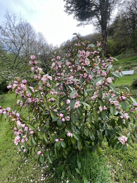 Michelia Fairy Blush Plant Ideas, Garden Plants, Magnolia, Blush, Plants