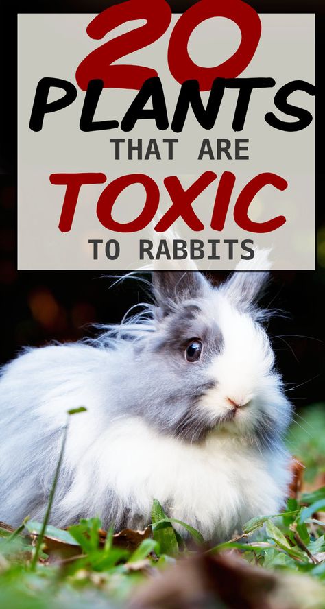 Flowers That Rabbits Will Not Eat, Plants Rabbits Wont Eat, Plants That Rabbits Do Not Eat, What Can Rabbits Eat List, Raising Rabbits For Pets, Backyard Rabbits, Dangerous Flowers, Rabbit Anatomy, Rabbit Health