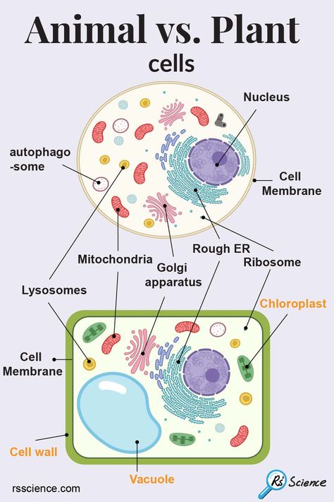 Plant cells and animal cells have many in common. They both have essential organelles including a nucleus, mitochondria, cell membrane, ribosomes, endoplasmic reticulum (ER), Golgi apparatus, lysosomes, peroxisomes, and cytoskeleton.

In addition to these common features, plant cells have three unique cellular structures or organelles that animal cells do not have – Cell wall, Vacuole, and Chloroplast. Plants And Animals Cells, Structure Of Animal Cell, Plant Cells And Animal Cells, Plant And Animal Cells Project, Plant Vs Animal Cell Diagram, Biology Notes Animal And Plant Cells, Cell Theory Poster, Vacuole Plant Cell, Plant Cell And Animal Cell Diagram