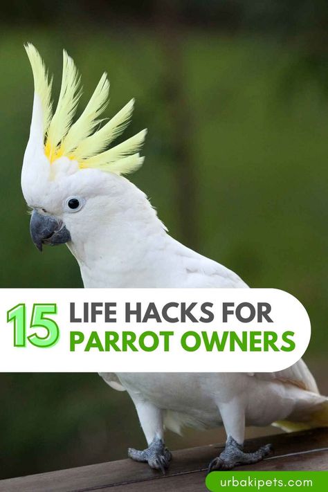 Parrot owners, rejoice! We understand the joy and challenges that come with having these vibrant and intelligent birds as companions. That's why we've compiled 15 Life Hacks for Parrot Owners that are both cheap and easy to make your feathered friend's life even better. DIY Foraging Toys: Keep your parrot mentally stimulated by creating budget-friendly foraging toys using household items. Fresh Produce Rotation: Introduce a variety of fruits and vegetables to your parrot's... Parrot Toys Homemade, Bird Foraging Toys Diy, Diy Toys For Parrots, Diy Parrot Perch, Parrot Toys Diy, Creating Budget, Bird Tricks, Diy Parrot Toys, Parrot Diet