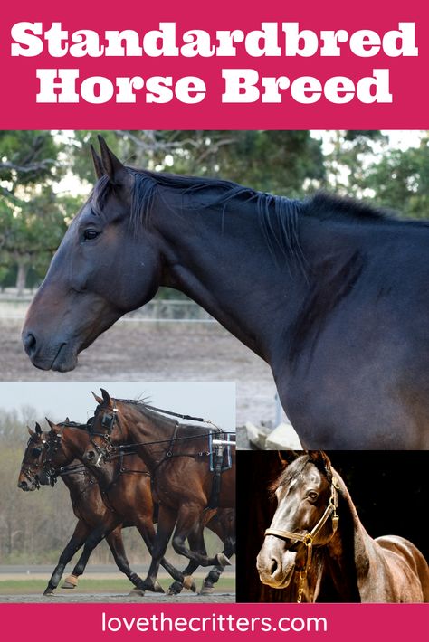 Standard Bred Horses, Standardbred Racing, Draft Horse Breeds, Rare Horse Breeds, Standardbred Horse, Different Horse Breeds, Western Pleasure Horses, Barrel Racing Saddles, Horse Breeder