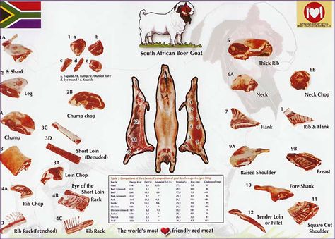 #goatvet likes this US Boer website with charts of goat meat cuts Preserving Meat, Keeping Goats, Homesteading Animals, Goat Recipes, Show Goats, Goat Care, Boer Goats, Raising Goats, Goat Meat