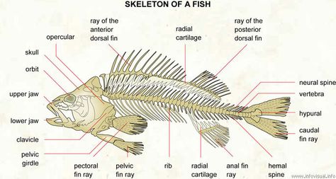 Salmon Tattoo, Zentangle Pens, Fish Anatomy, Skeleton Parts, Anatomy Flashcards, Pelvic Girdle, Fish Sketch, Anatomy Bones, Skeleton Anatomy