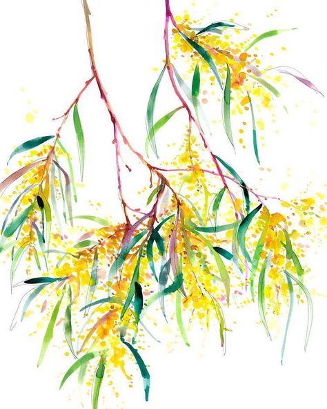 Watercolor Australian Flowers, Australian Native Flowers Watercolour, Watercolour Australian Natives, Wattle Watercolour, Acacia Podalyriifolia, Australian Watercolour, Bush Dance, Fence Murals, Protea Painting