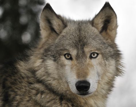 Timber Wolf Timber Wolf, Siberian Tiger, Mule Deer, Scientific Name, Latin Words, Grey Wolf, Creature Comforts, Black Wolf, Western Europe