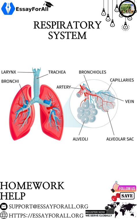 Anytime you need expert guidance and assistance, contact us for superior quality and timely services on your Respiratory System Homework help. We also cover; 1. Lifespan Development Homework Help 2. Environmental Health Homework Help 3. Concept Maps Homework Help #assignmentwritinghelp #assignmenthelp #nursingassignment #nursingexperts #helpwithassignment #nursingcourseworkhelp #essayforall #domyhomework #nursinghomeworkdoer #collegepaper #nursinghomeworkhelp #essayhelp Lifespan Development, Human Respiratory System, Concept Maps, College Paper, The Respiratory System, Nursing Courses, Concept Map, Essay Help, Skin Therapy