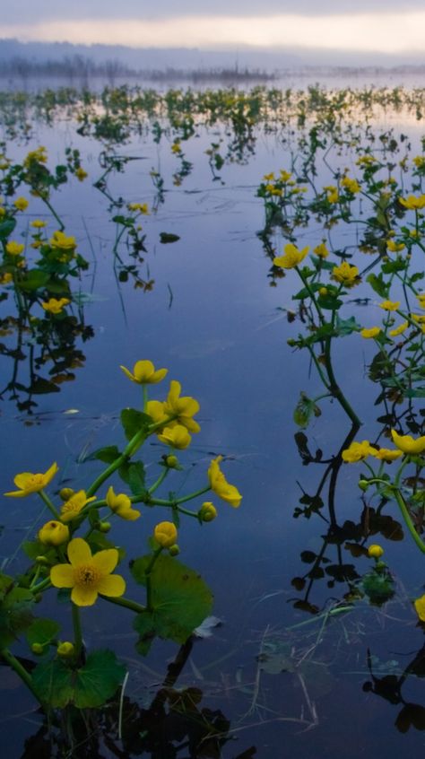 Marsh Marigold (kaczence) in Bialowieski National Park by PolandMFA Riparium Plants, Wetland Garden, Marsh Plants, Wetland Plants, Fish Ponds Backyard, Beautiful Poland, Marsh Marigold, Live Aquarium Plants, Nature School