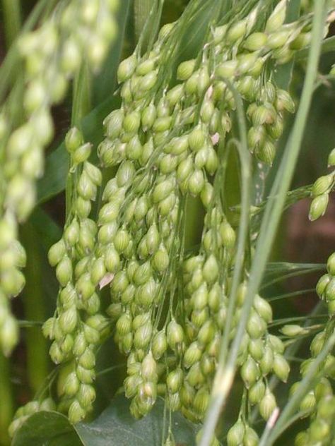 Proso millet grass CloseUp. Foxtail Millet Recipes, Growing Millet, International Year Of Millets, Millet Plant, Foxtail Millet Plant, Types Of Millets, Proso Millet, Food Forest Garden, Millet