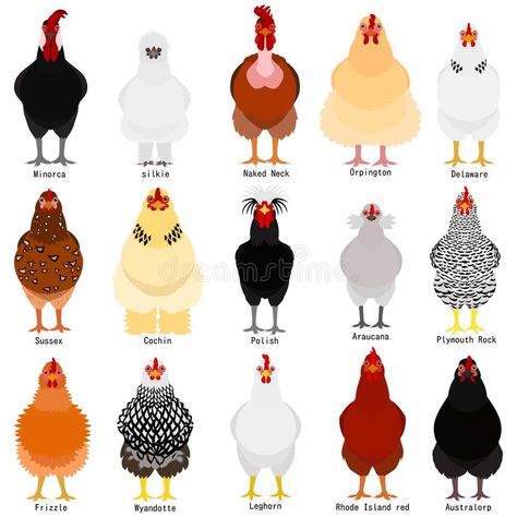 Chicken chart with breeds name. Set of various breeds of chicken on white with b #Sponsored , #Sponsored, #paid, #chart, #white, #chicken, #Chicken Geese Breeds, Chicken Bundles, Omnitrix Ben 10, Chicken Cook, Types Of Chickens, Fancy Chickens, Hatching Chicks, Backyard Chicken Farming, Sheep Breeds