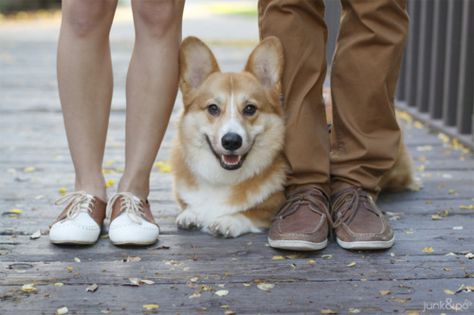 Corgi Photoshoot, Dog Family Pictures, Dog Photography Poses, Sunset Tropical, Thailand Phuket, Corgi Pembroke, Dog Photoshoot, Engagement Pics, Cute Corgi