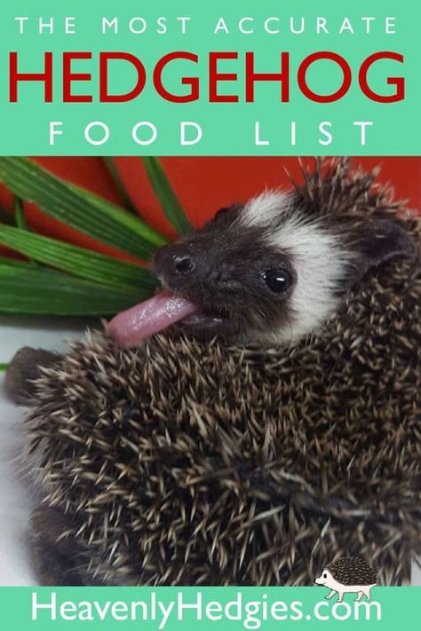 What Can Hedgehogs Eat, Hedgehog Food Ideas, Hedgehog Enrichment, Diy Hedgehog Toys, Hedgehog Cage Ideas, Hedgehog Ideas, Hedgehog Supplies, Hedgehog Care, Hedgehog Food