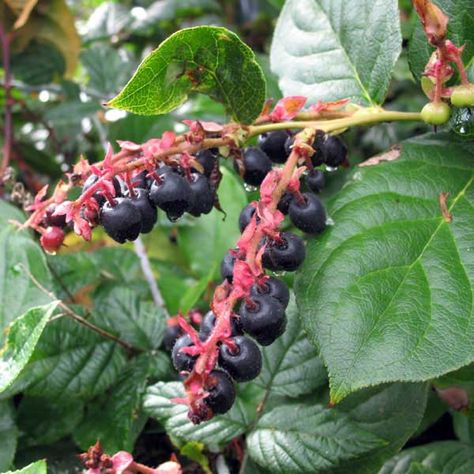 Salal Berries (Gaultheria shallon) in British Columbia Portland Garden, Native Plant Gardening, Edible Mushrooms, Landscape Plan, Outdoor Food, Unusual Flowers, Fruit Plants, Edible Plants, Farm Gardens