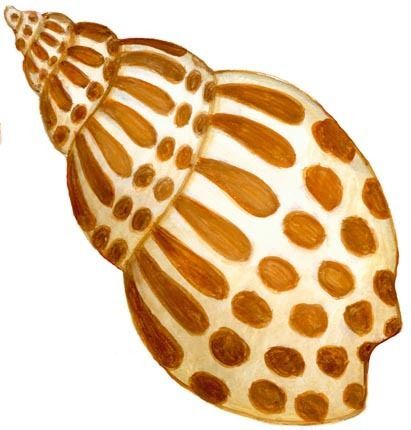 Shell Drawing, Seashell Painting, Underwater Creatures, Art Carved, Pet Rocks, Sea Art, Conch Shell, Shell Art, Marquetry