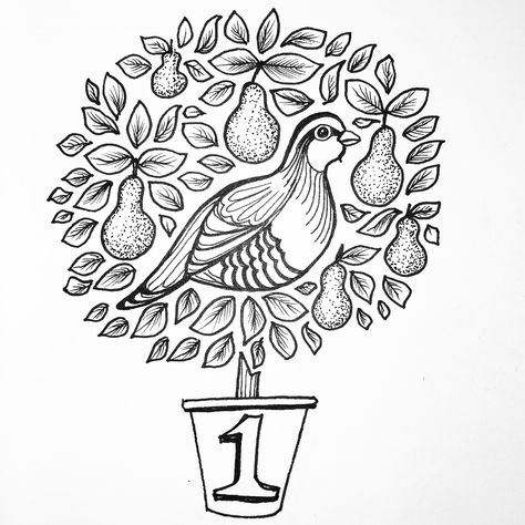 A partridge in a pear tree #penandink #drawing #doodle #blackandwhite #illustration  #handmade #handdrawn #freehand #lettering #myart #art #handdrawn #artistsoninstagram #artist #number1 #1 #pear #tree Partridge In A Pear Tree Illustration, Pear Tree Drawing, Partridge Drawing, Advent Embroidery, Partridge Illustration, Xmas Window Decorations, Christmas Menu Design, Freehand Lettering, Wool Ideas