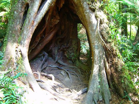 Hollow Tree Trunk | Massive hollow tree trunk base | Flickr - Photo Sharing! Siberian Shaman, Hollow Tree Trunk, Tree Hollow, Interactive Art Installation, Indoor Water Features, Hollow Tree, Magical Tree, King Lear, Tree Base