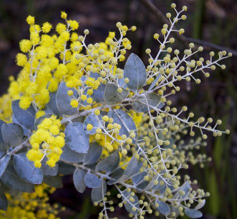 Silver Wattle (Acacia Podalyriifolia) family - Mimosaceae, Queensland silver wattle Acacia Podalyriifolia, Botanical Images, Colour Study, Australian Natives, Australian Wildflowers, Waterwise Garden, Gum Tree, Future Garden, Australian Flowers