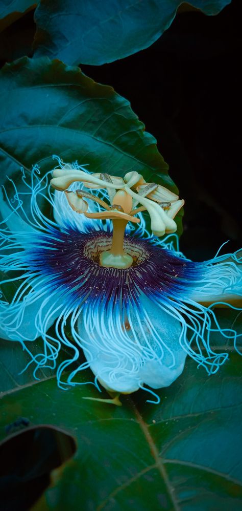 It took me several months to photograph the flowers since I planted them Passion Fruit Flower Illustration, Passion Fruit Aesthetic, Passion Fruit Flower, Find Passion, Blue Passion Flower, Game Level Design, Aesthetic Nail, Level Design, Pet Fish