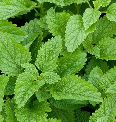 Lemon Balm Natural Mosquito Repellent Plants, Natural Mosquito Repellant, Mosquito Repelling Plants, Hydroponic Growing, Small White Flowers, Aromatic Herbs, Herb Seeds, Organic Seeds, Lemon Balm