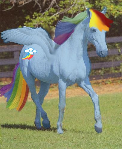 This is Rainbow Dash in real life (from my little pony) #mylittlepony My Little Pony Rainbow Dash, Rainbow Horse, Kids Wagon, Horse Riding Quotes, Rainbow Unicorn Party, Christmas Presents For Kids, Cat Brain, Horses Theme, My Little Pony Pictures