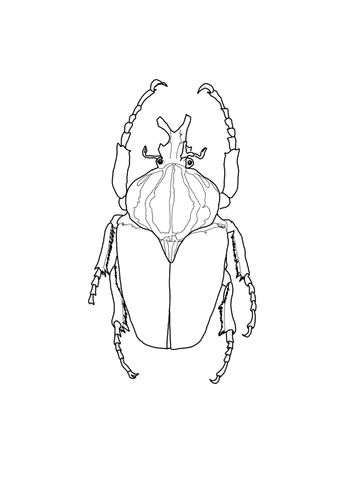 Goliath Beetle Drawing, Beetle Coloring Page, Beetle Drawing, Goliath Beetle, Coloring Page Free Printable, Bug Crafts, Nature Sketch, Bug Art, Shrinky Dink