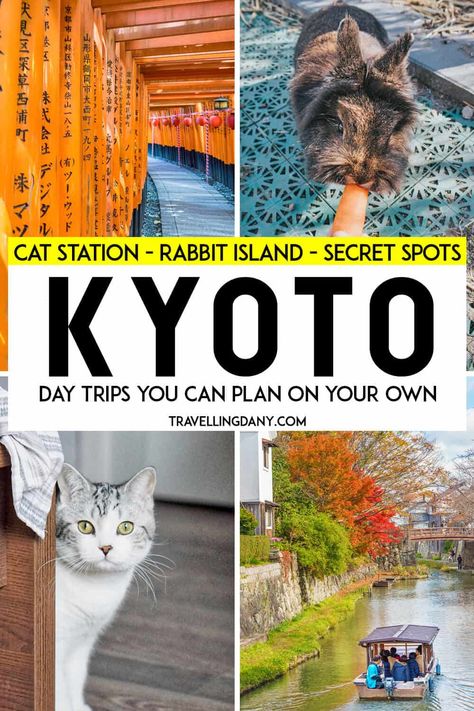 Rabbit Island Japan, Cat Station, Kyoto Day Trip, Japan December, Japan April, Rabbit Island, Japan Autumn, Autumn Travel, Thailand Trip