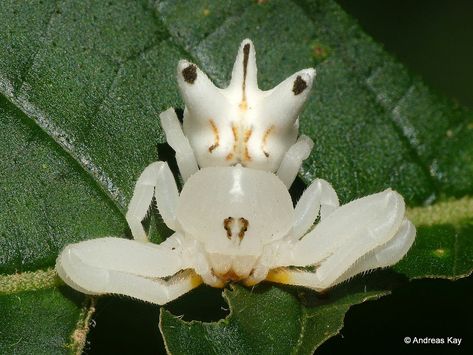 https://flic.kr/p/R6vREj | Crab spider that mimics a flower to attract prey, Epicadus heterogaster, Thomisidae | watch my VIDEO: rumble.com/v6eoon  from Ecuador: www.flickr.com/andreaskay/albums Flower Crab Spider, Pretty Spiders, Flower Spider, Flower Crab, Butterfly Queen, Spiders And Snakes, Crab Spider, Spider Queen, Cool Bugs