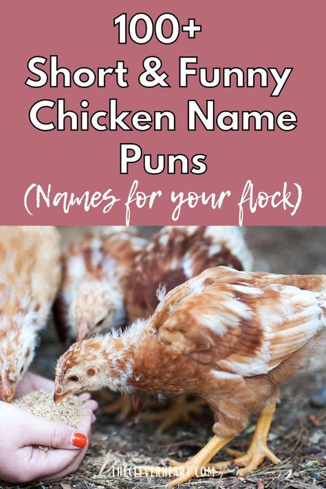 chicken name puns Good Chicken Names, Cute Chicken Names, Owning Chickens, Pun Names, Egg Names, Corny Puns, Love Puns, Cute Puns, Funny Chicken