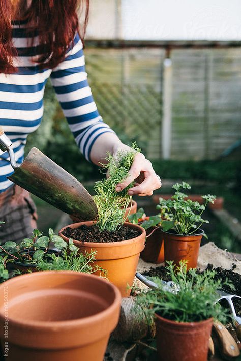 Garden Ideas Patio, Spring Herbs, Patio Garden Ideas, Gardening Photography, Mother Earth Living, Indoor Herb Garden, Plant Photography, Herbs Indoors, Ideas Patio