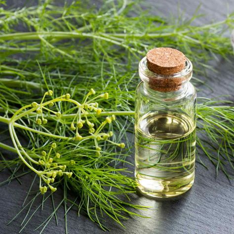 Fennel Seeds - Florence Fennel Herb Seed Benefits Of Fennel, Fennel Oil, Fennel Essential Oil, Essential Oils Health, Essential Oil Benefits, Healing Oils, Best Essential Oils, Oil Uses, Fennel Seeds