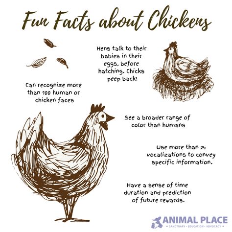 Fun facts about chickens!   #Chickens #funfacts #didyouknow #chickenfun Facts About Chickens, Chicken Facts, Backyard Animals, Raising Chicks, Backyard Chicken Farming, Chicken Life, Raising Backyard Chickens, Chicken Garden, Crazy Chicken Lady