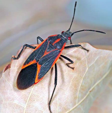 Boxelder Bugs, Box Elder Bugs, Leaf Footed Bug, Bad Bugs, Stink Bugs, Box Elder, Bug Control, Garden Insects, Beneficial Insects