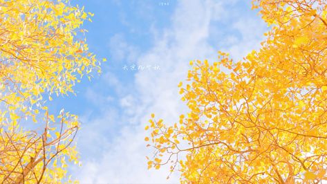 Yellow Wallpaper Laptop, Ipad Wallpaper Aesthetic Horizontal Hd, Yellow Blossom Tree, Cat Suitcase, Pc Wallpapers, Ginkgo Tree, Yellow Blossom, Angel Devil, Twitter Header Aesthetic