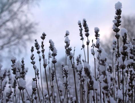 Lavender Plant Indoors, Growing Lavender From Seed, Growing Lavender Indoors, Lavender Plant Care, Harvesting Lavender, How To Propagate Lavender, Potted Lavender, Spanish Lavender, Survive Winter