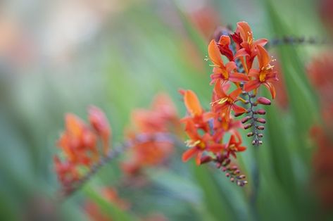 How to propogate Crocosmia (montbretia) Lucifer from seeds Tudor Garden, Crocosmia Lucifer, Border Flowers, Bulb Planting, Plants From Seeds, Winter Sowing, Front Flower Beds, Plants For Shade, Gardens Of The World