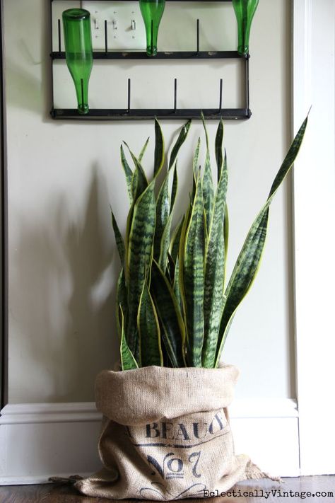 Snake plant in a burlap sack eclecticallyvintage.com Jute Sack Ideas, Burlap Sack Decor, Burlap Sack Ideas, Coffee Sack Ideas, Coffee Bag Crafts, Burlap Coffee Bags, Coffee Bean Bags, Coffee Sack, Coffee Sacks