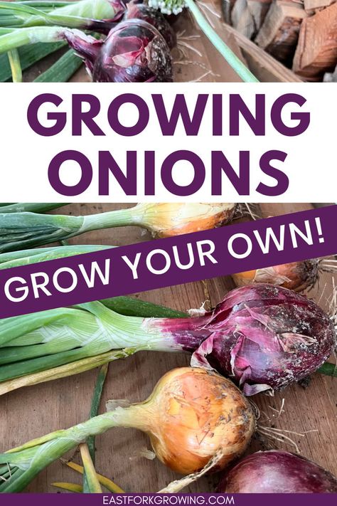 Want to master growing onions? Learn how to plant onion bulbs and get tips on how to make onions grow bigger with this complete guide. If you're growing a vegetable garden, understanding how to plant onions is essential for success. This blog covers everything from how to grow onions to how long does it take to grow onions. Discover how to grow your own onions and create a productive food garden with these helpful onion-growing tips! How To Grow Root Vegetables, Grow Onions From Onions, Growing Onions From Bulbs, Onion Planting How To Grow, How To Grow Green Onions, How To Grow Onions, Growing Brussel Sprouts, How To Plant Onions, Onion Growing