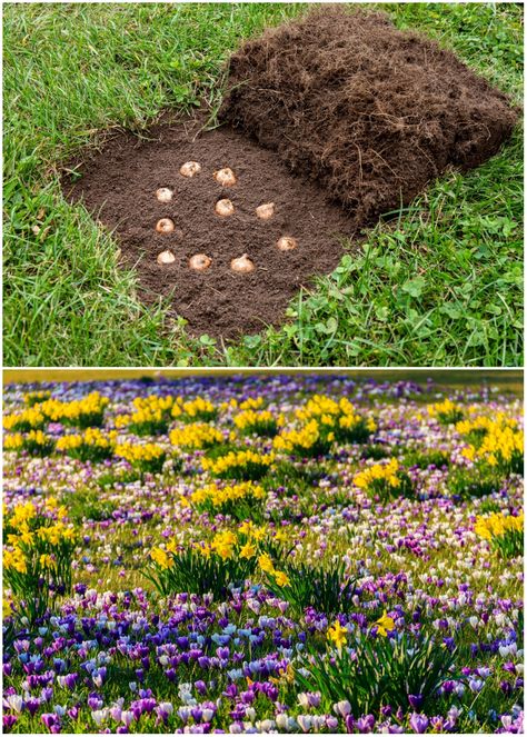 Enjoy a carpet of early spring blooming flowers by planting bulbs in your lawn in fall. How To Plant Bulbs In The Ground, Fall Planted Bulbs, Best Bulbs To Plant In The Fall, Lasagna Planting Bulbs, Bulb Flowers Garden, Bulb Planting Design, Bulb Meadow, Bulb Planting Ideas, Spring Bulbs In Containers