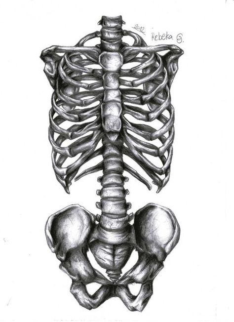 Neck to pelvis Skeleton Rib Cage Drawing Simple, Rib Bones Drawing, How To Draw A Skeleton Rib Cage, Rib Skeleton Drawing, Skeleton Art Ribcage, Spine Drawing, Skull Paintings, Bone Drawing, Neck Drawing