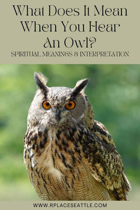 What Does It Mean When You Hear An Owl? (Spiritual Meanings & Interpretation) Owl Spirit Animal Meaning, Animal Totem Spirit Guides, Owl Sounds, Owl Symbolism, Owl Facts, Cute Owl Tattoo, Spirit Animal Meaning, Owl Wisdom, Animal Meanings