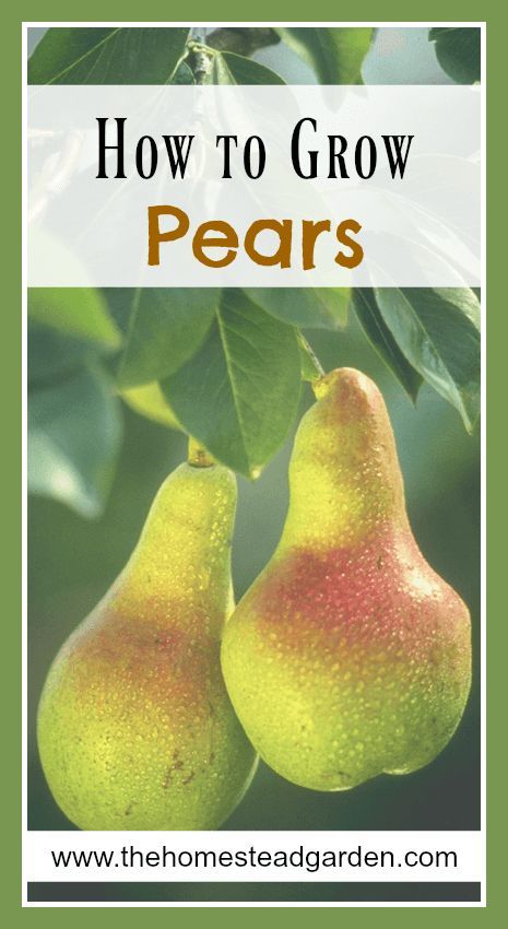 How to Grow Pears Dry Canning, Canning Instructions, Fruit Trees Backyard, Canning Fruit, Dehydrated Vegetables, Canning Food, Growing Fruit Trees, Homestead Gardens, Garden Help